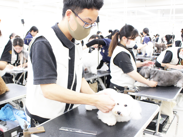 お客様の愛犬をトリミング！